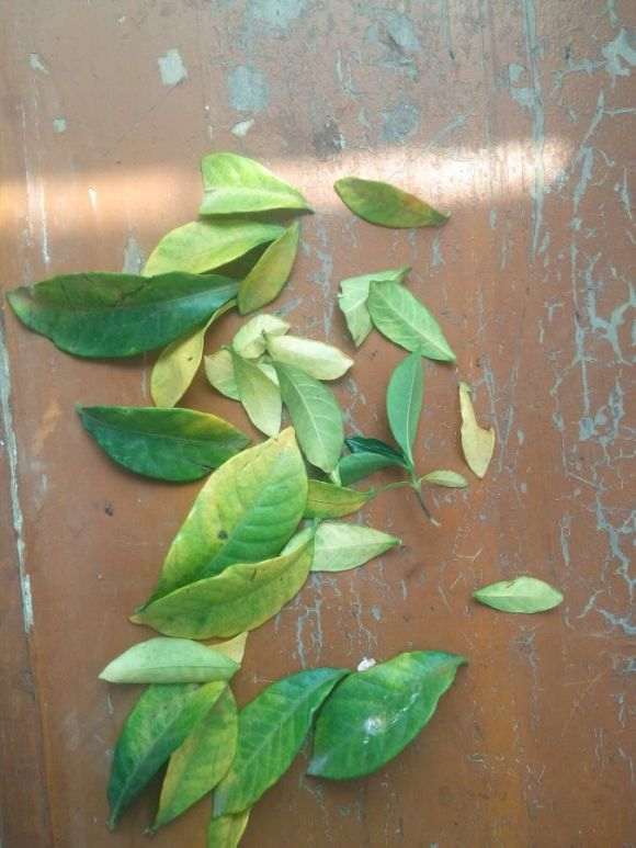 栀子花下山桩大面积黄叶怎么办 图片