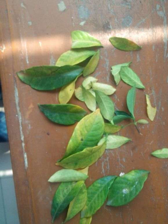 栀子花下山桩大面积黄叶怎么办 图片