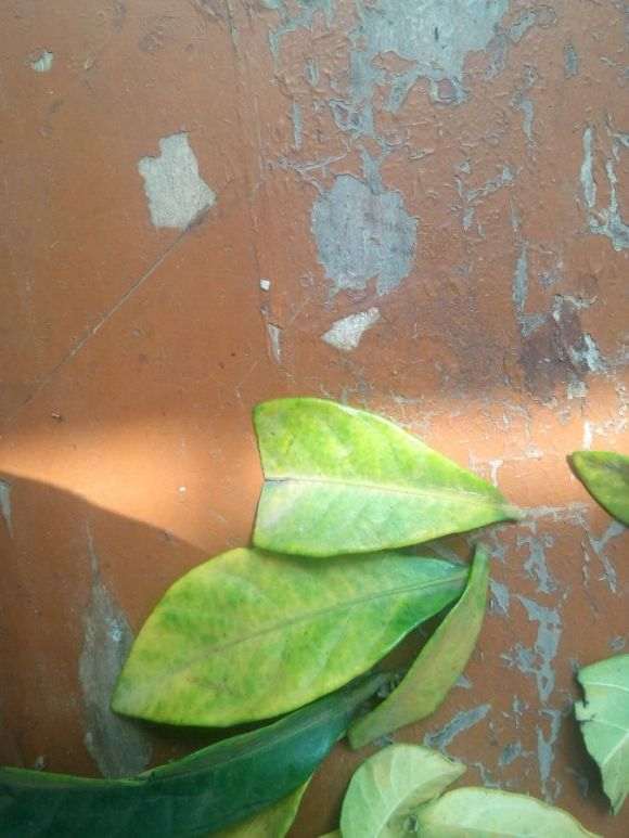 栀子花下山桩大面积黄叶怎么办 图片