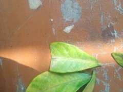 栀子花下山桩大面积黄叶怎么办 图片