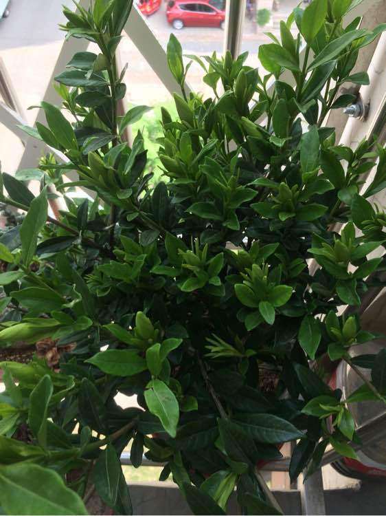 栀子花下山桩不知 能不能养好 图片