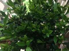 栀子花下山桩不知 能不能养好 图片