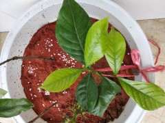 栀子花下山桩以移栽到花盆里吗 图片