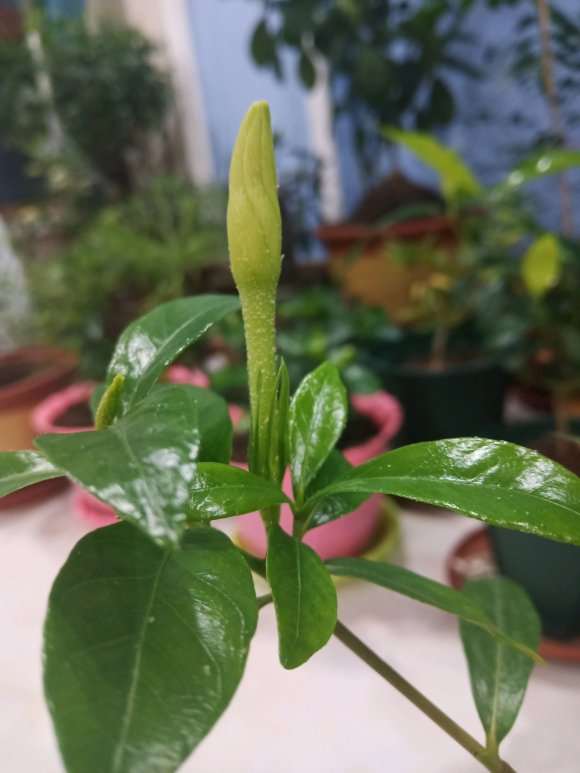 别峰栀子下山桩快开花了 怎么样 图片