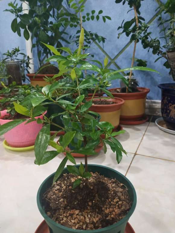 别峰栀子下山桩快开花了 怎么样 图片