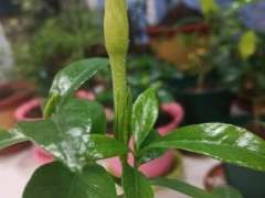 别峰栀子下山桩快开花了 可以吗 图片