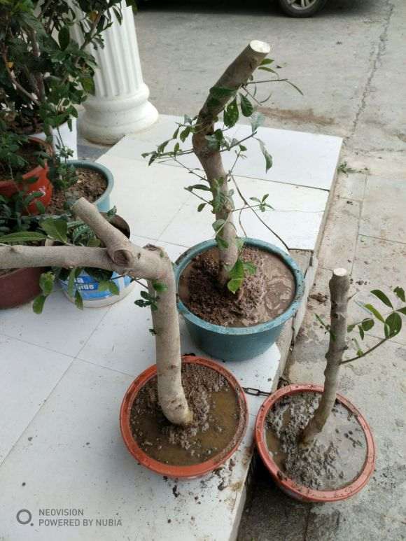 怎么嫁接栀子花下山桩老桩的方法 图片