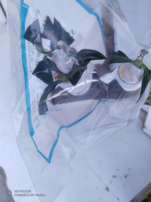 怎么嫁接栀子花下山桩老桩的方法 图片