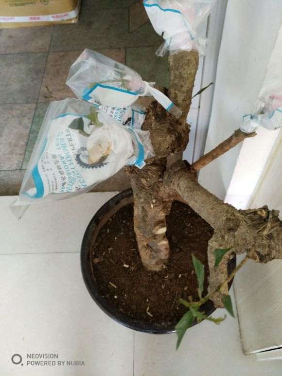 怎么嫁接栀子花下山桩老桩的方法 图片