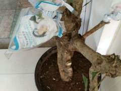 怎么嫁接栀子花下山桩老桩的方法 图片