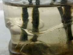 小叶栀子下山桩扦插成功 可以吗 图片