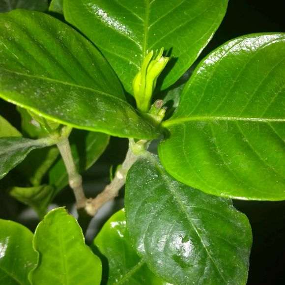 栀子花下山桩扦插一年 怎么样 图片