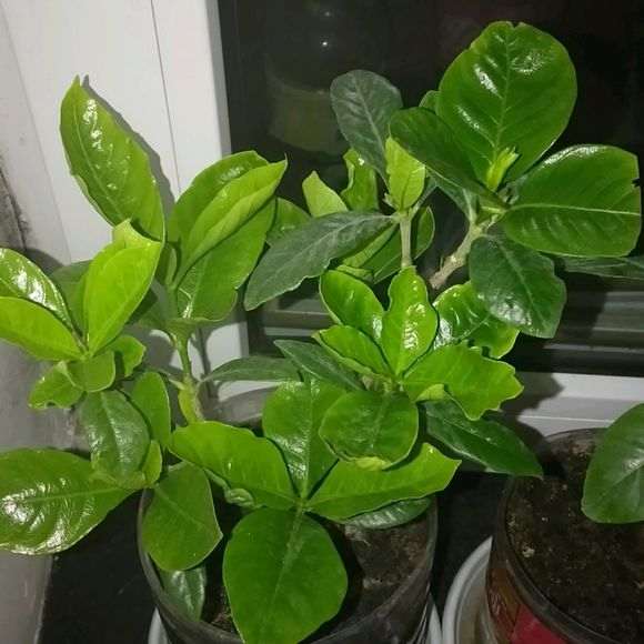 栀子花下山桩扦插一年 怎么样 图片