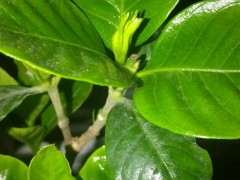 栀子花下山桩扦插一年 可以吗 图片