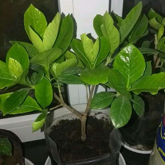 栀子花下山桩用的什么土啊 最好 图片