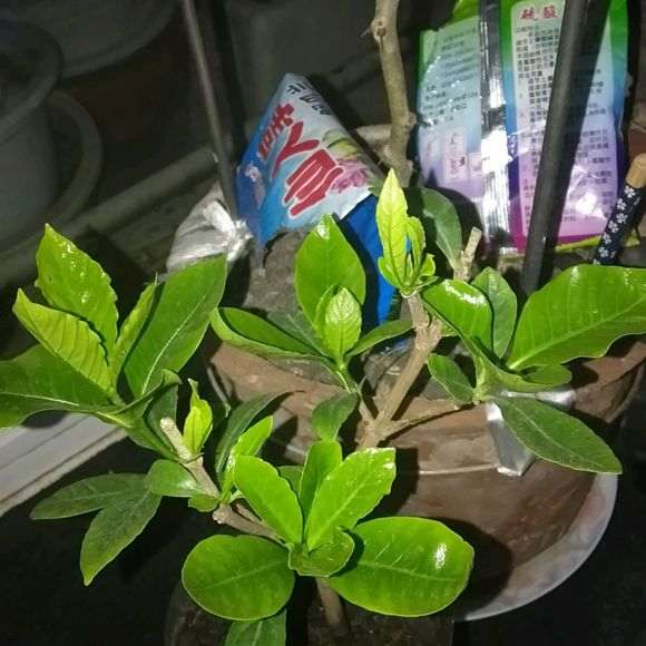 栀子花下山桩用的什么土啊 最好 图片