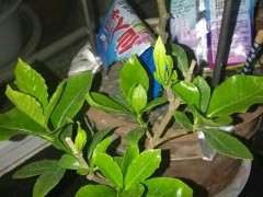 栀子花下山桩用的什么土啊 最好 图片