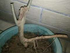 栀子花下山桩养不养得活 可以吗 图片