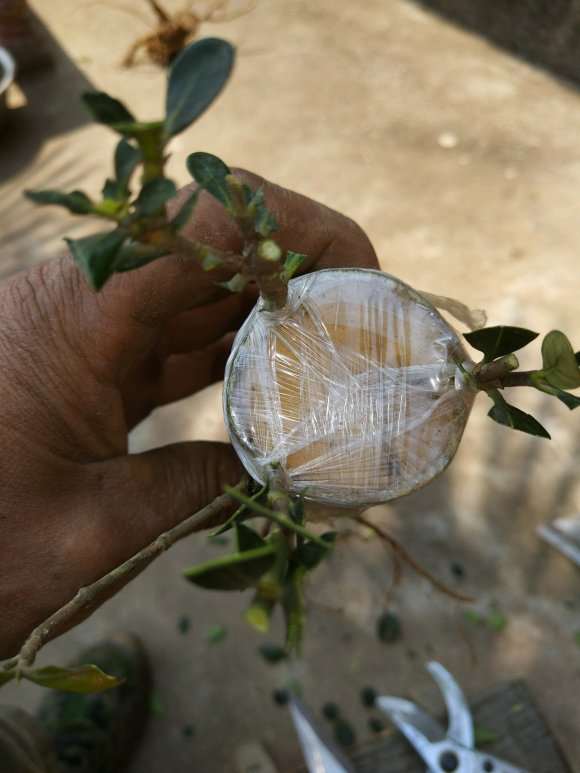 山栀子花下山桩嫁接达摩 怎么样 图片