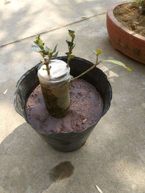 山栀子花下山桩嫁接达摩 怎么样 图片