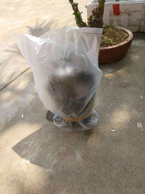 山栀子花下山桩嫁接达摩 怎么样 图片