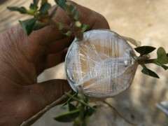 山栀子花下山桩嫁接达摩 可以吗 图片