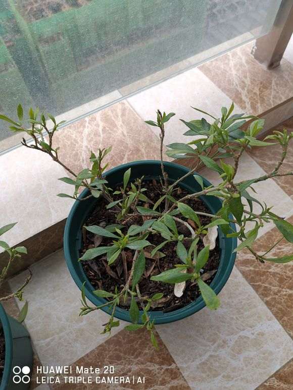 一盆小叶栀子花下山桩 叶子慢慢掉 图片