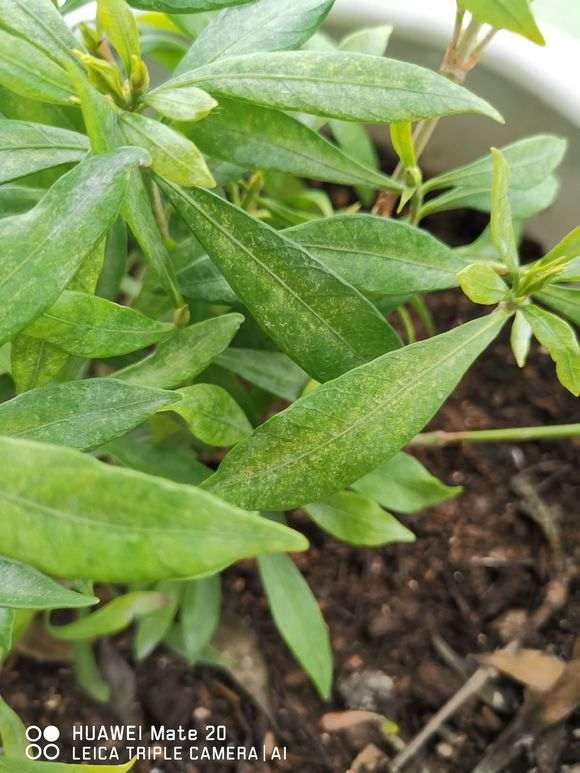 一盆小叶栀子花下山桩 叶子慢慢掉 图片