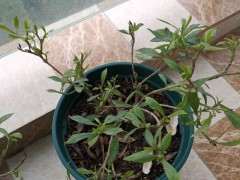 一盆小叶栀子花下山桩 叶子慢慢掉 图片