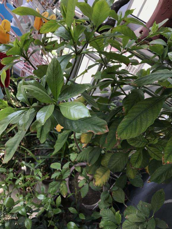 这栀子花下山桩是缺肥吗 怎么办 图片