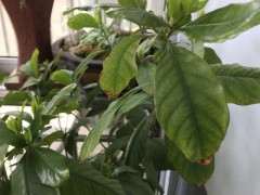 这栀子花下山桩是缺肥吗 怎么办 图片