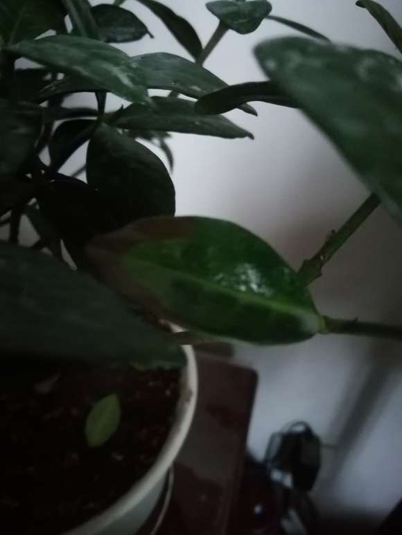 栀子下山桩叶子边缘开始变黑 图片