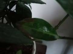 栀子下山桩叶子边缘开始变黑 图片