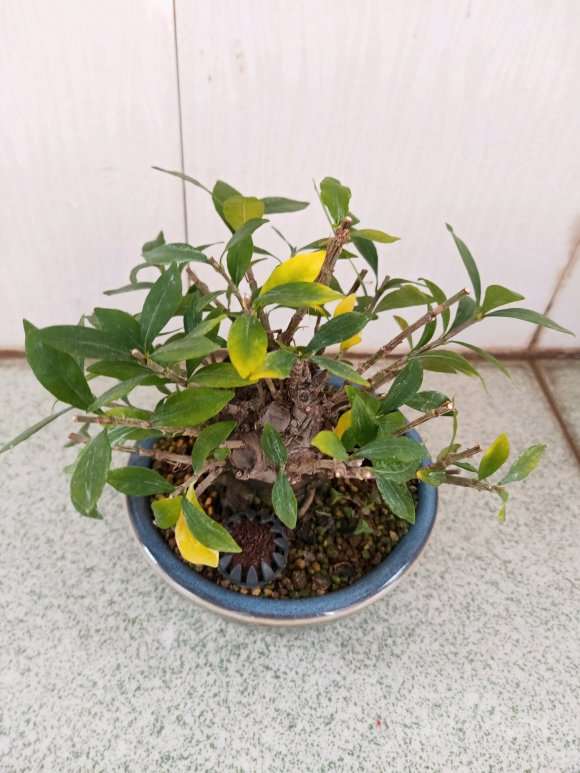 清誉栀子花下山桩一直黄叶 什么原因