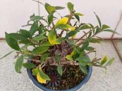 清誉栀子花下山桩一直黄叶 什么原因