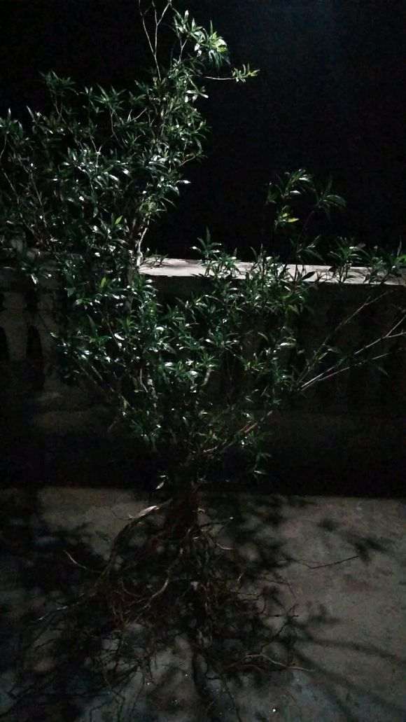 柳叶栀子花下山桩 怎么样 图片