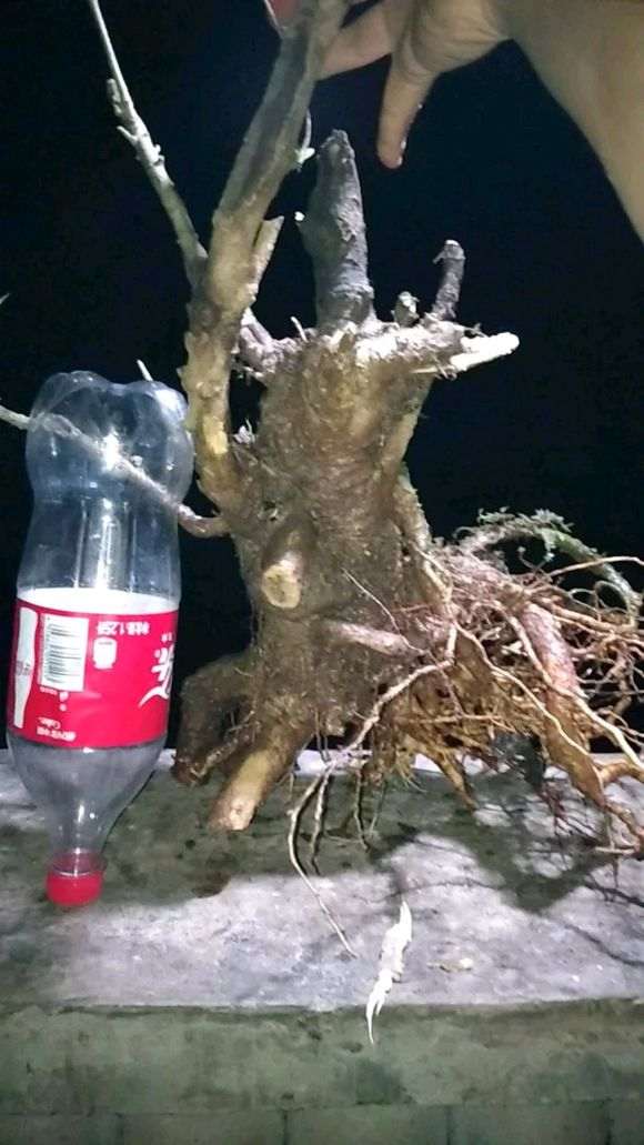 柳叶栀子花下山桩 怎么样 图片