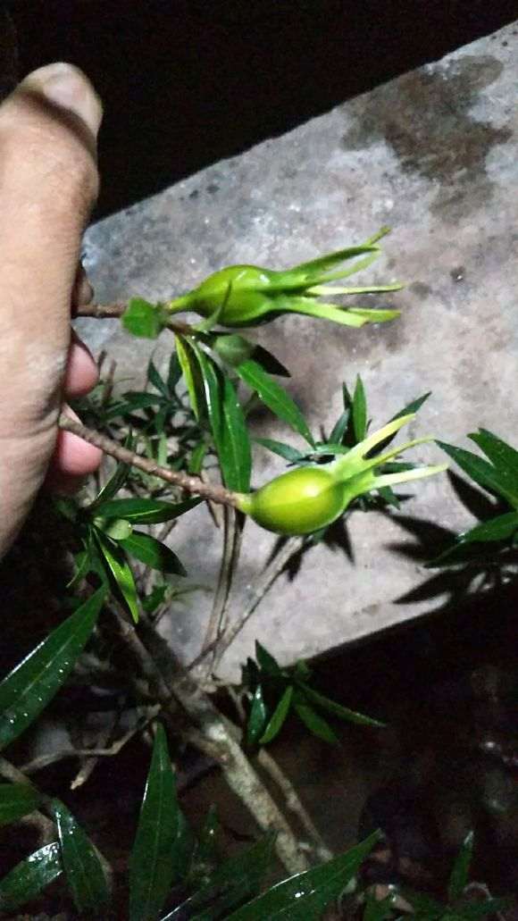 柳叶栀子花下山桩 怎么样 图片