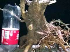 柳叶栀子花下山桩 可以吗 图片