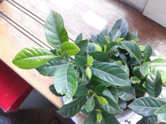 栀子花下山桩新叶有黑斑 怎么办 图片