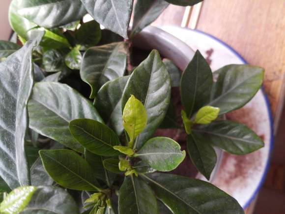 栀子花下山桩新叶有黑斑 怎么办 图片