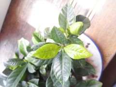 栀子花下山桩新叶有黑斑 怎么办 图片