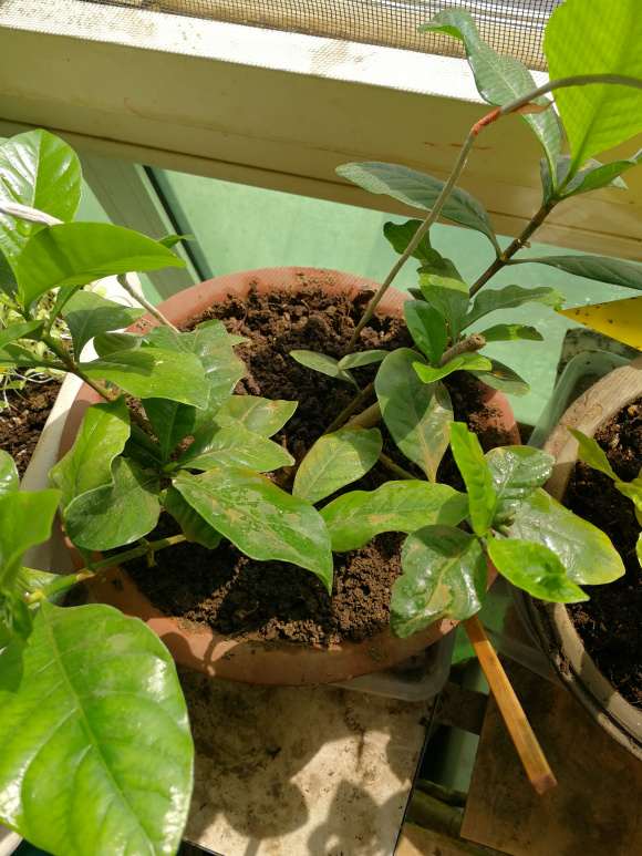 栀子下山桩喜欢大太阳 还是散光 图片