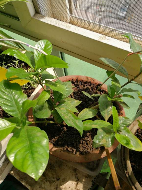 栀子下山桩喜欢大太阳 还是散光 图片