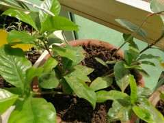 栀子下山桩喜欢大太阳 还是散光 图片