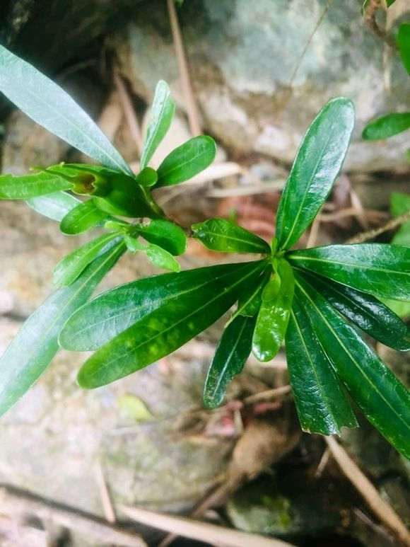 栀子花下山桩能活几年 10年可以吗 图片