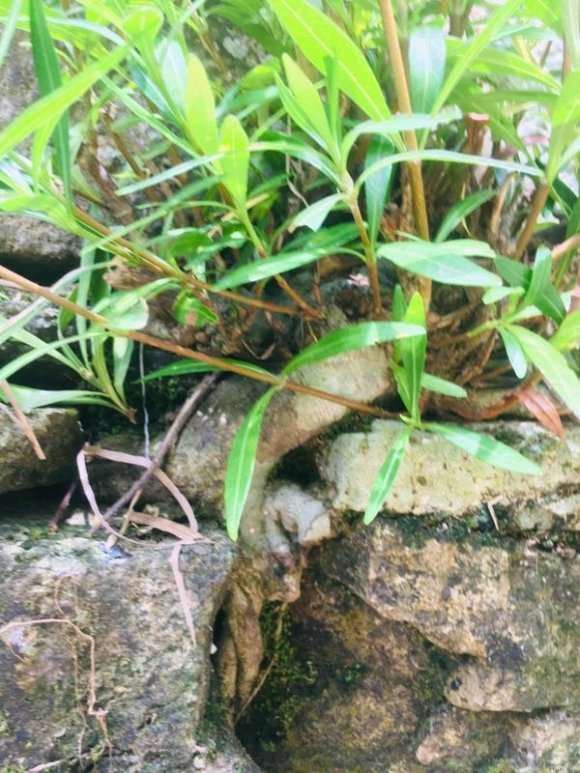 栀子花下山桩能活几年 10年可以吗 图片