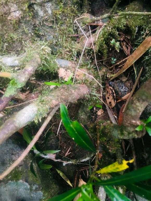 栀子花下山桩能活几年 10年可以吗 图片