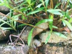 栀子花下山桩能活几年 10年可以吗 图片