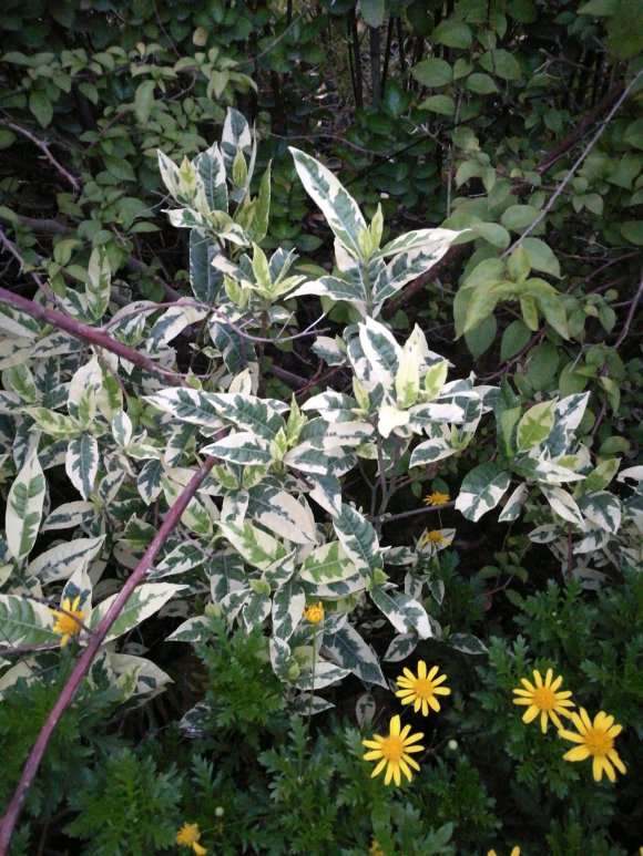 花叶栀子花下山桩能插活吗 图片